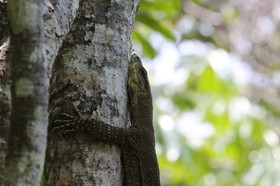 L'Australie à Cow Bay et Cape Tribulation en 2017