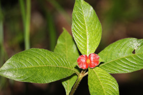 Quatre jours de terrain à Punta Gorda