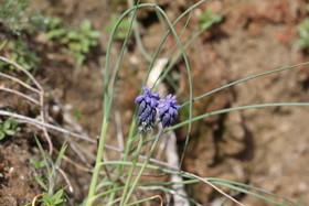 Muscari à grappe (Muscari racemosum)