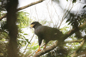 Deuxième séjour à Sarteneja, Bélize, Novembre - Décembre 2021