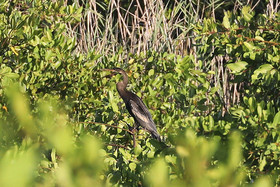 Hopkins, Octobre-Novembre 2021