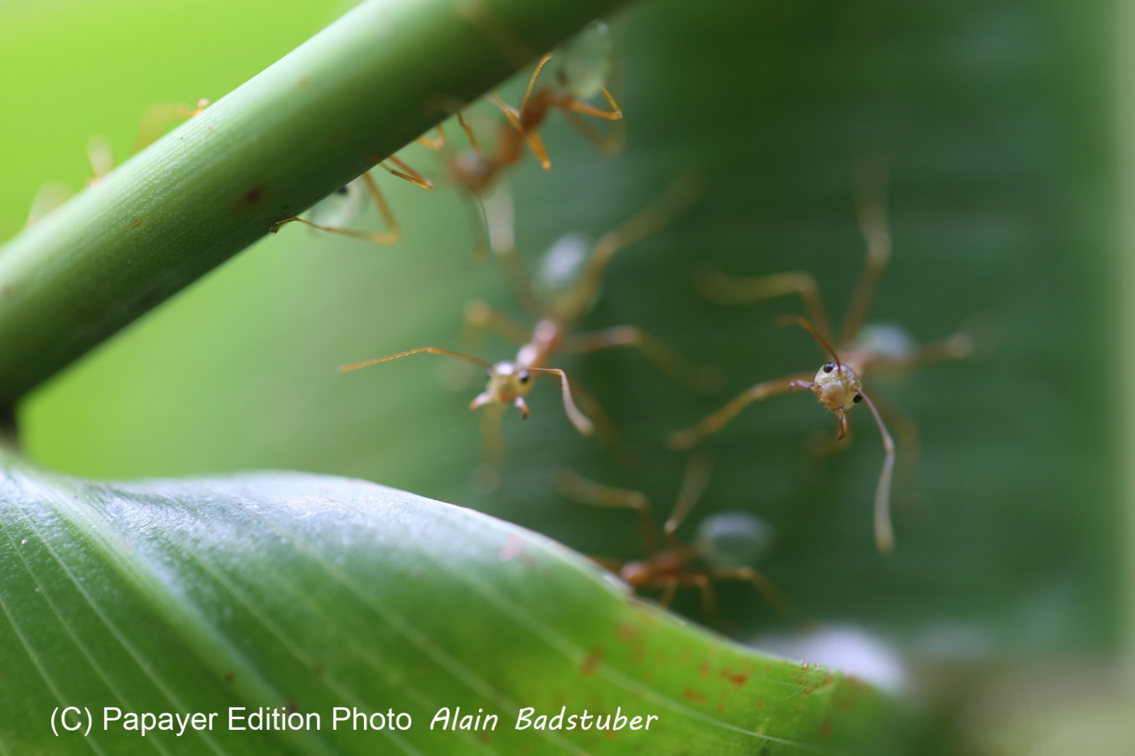 Fourmis à Cape Tribulation