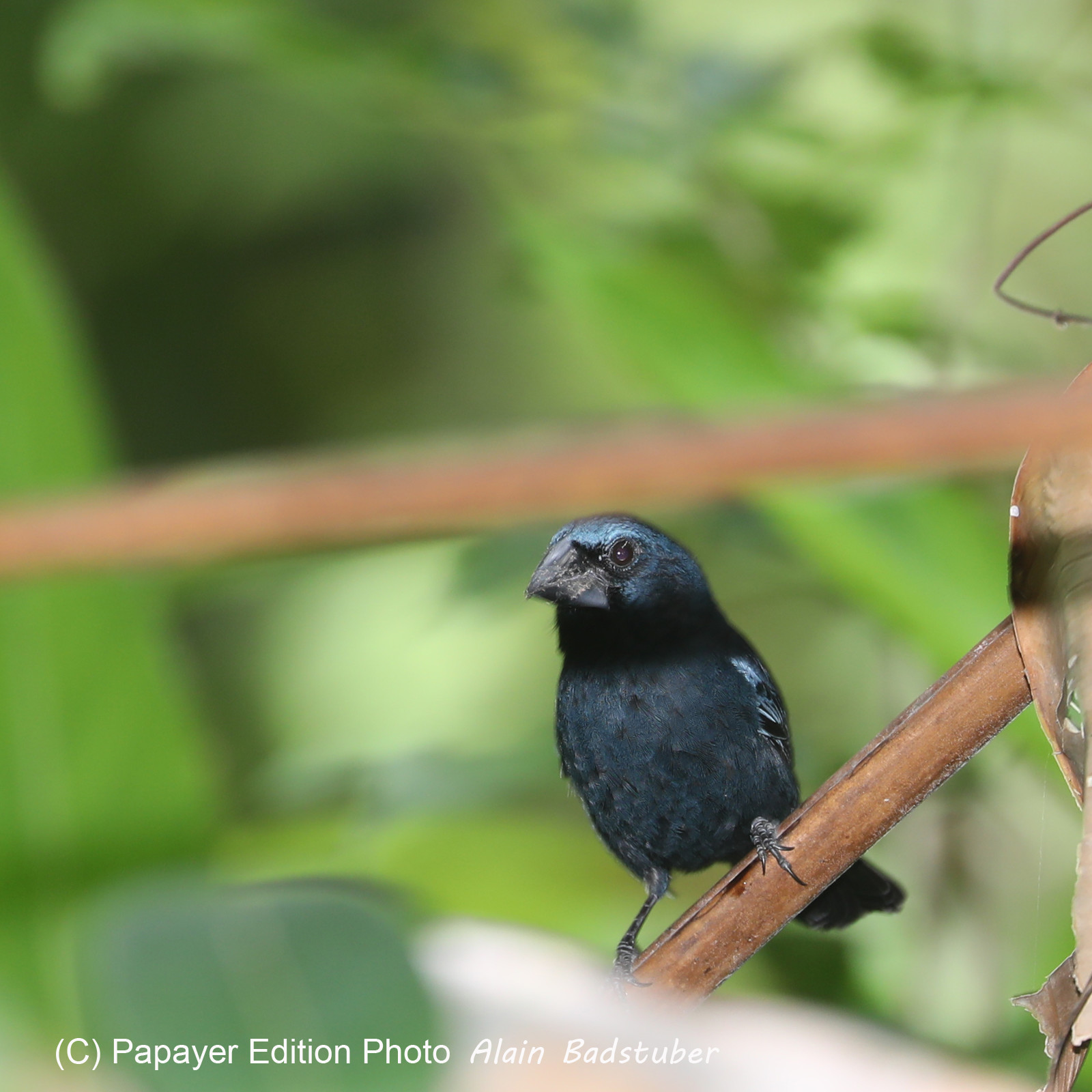 Quatre jours de terrain à Punta Gorda