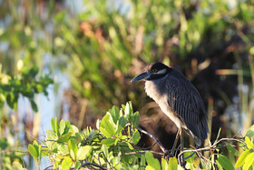 Hopkins, Octobre-Novembre 2021