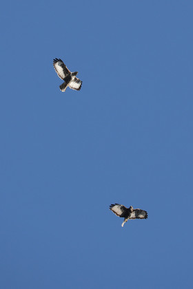 Faune et Flore de Suisse, 2022