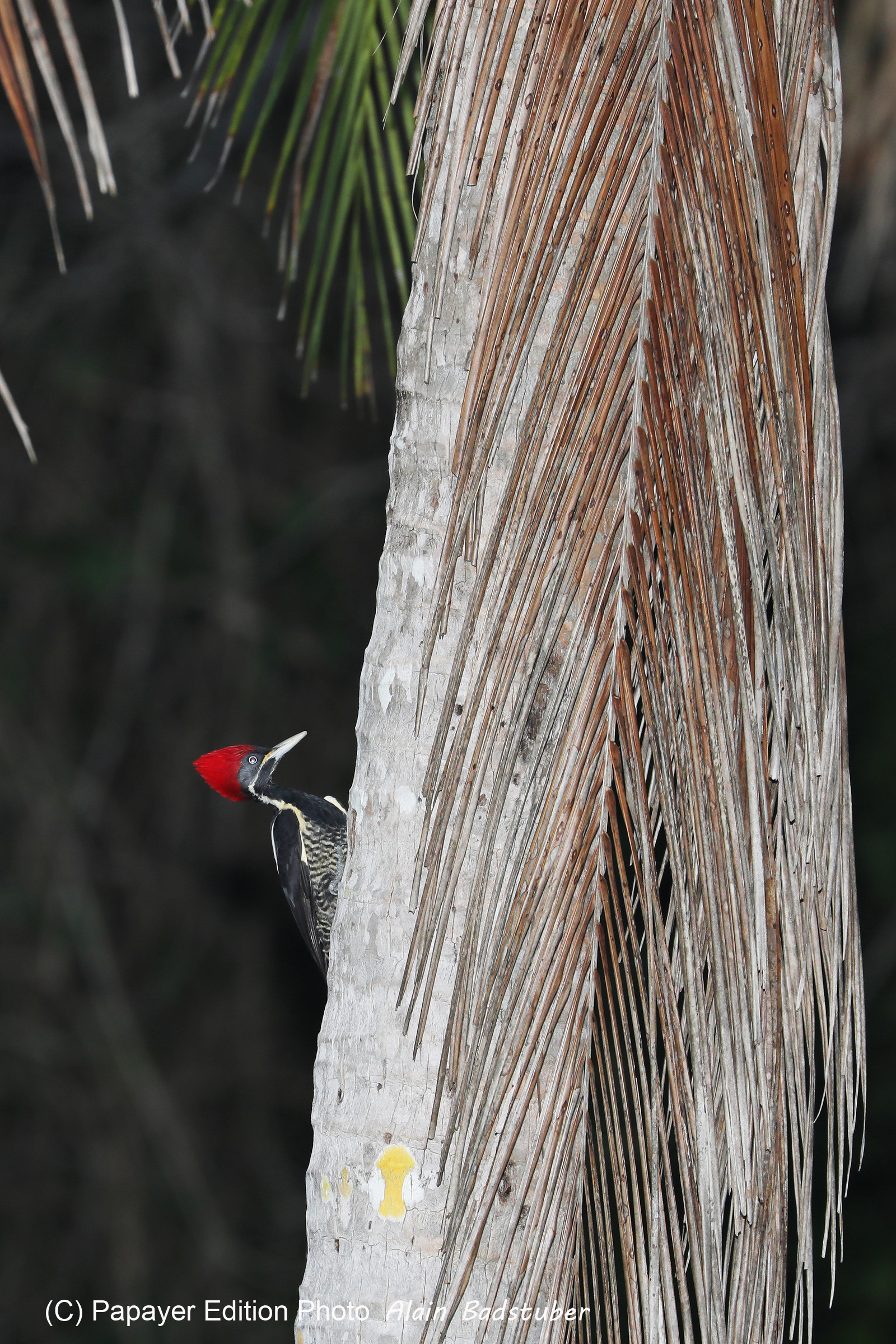 Deuxième séjour à Sarteneja, Bélize, Novembre - Décembre 2021