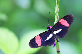 Punta Culebra Nature Center