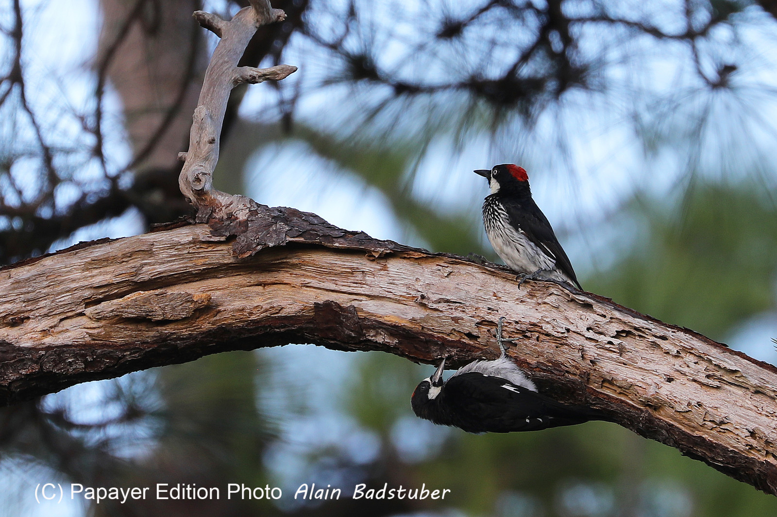 Premier séjour à Crooked Tree , au Bélize en octobre 2021
