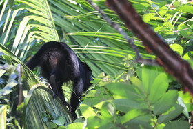 Singes hurleurs à Punta Gorda, Bélize
