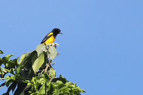 Deuxième séjour à Sarteneja, Bélize, Novembre - Décembre 2021