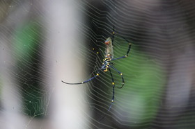 L'Australie à Cow Bay et Cape Tribulation en 2017