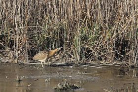 Faune et Flore de Suisse, 2022