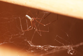 Faune et Flore de Suisse, 2022, Pholcus sp, Gorgier