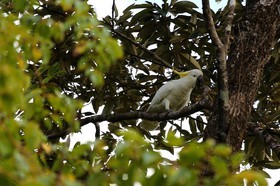 Oiseaux à Cape Tribulation