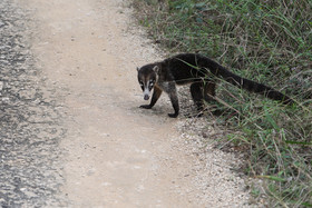 Deuxième séjour à Sarteneja, Bélize, Novembre - Décembre 2021