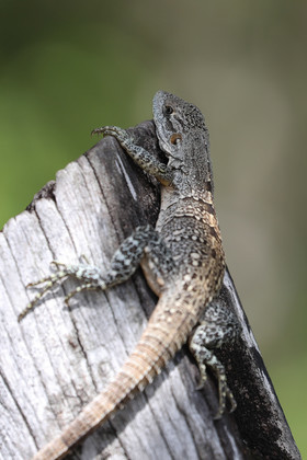 Premier séjour à Crooked Tree , au Bélize en octobre 2021