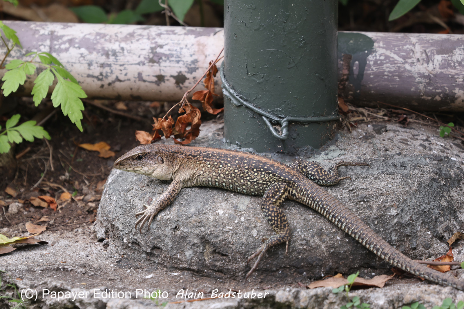 Punta Culebra Nature Center