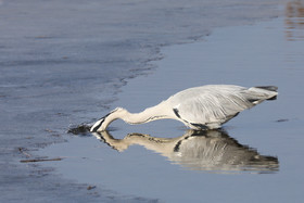Faune et Flore de Suisse, 2022, Champs-Pittet, Heron cendré
