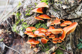 Faune et Flore de Suisse, 2022