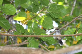 Oiseaux à Cape Tribulation