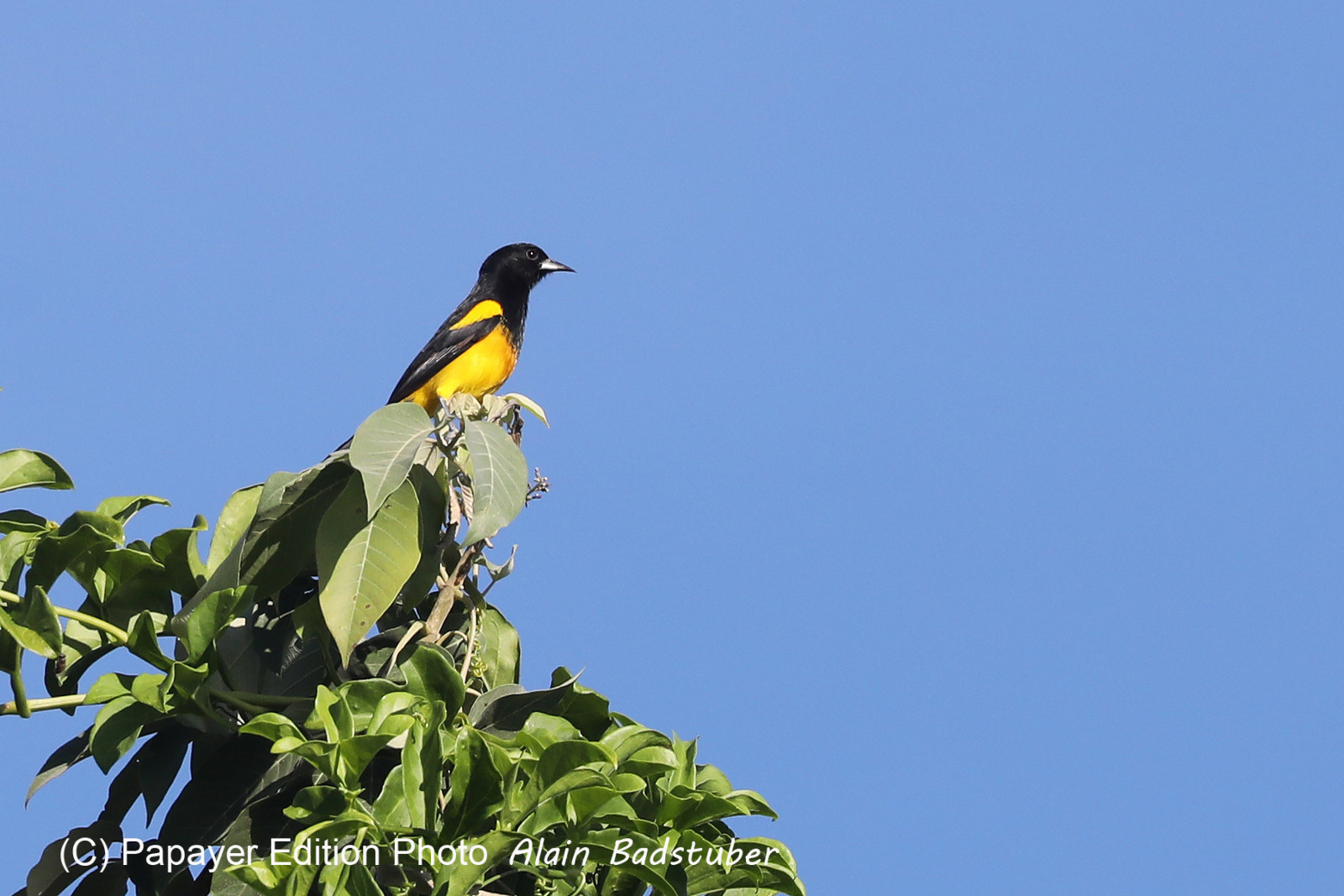 Deuxième séjour à Sarteneja, Bélize, Novembre - Décembre 2021
