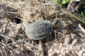 Images_Belize_2011_084