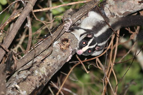L'Australie à Cow Bay et Cape Tribulation en 2017
