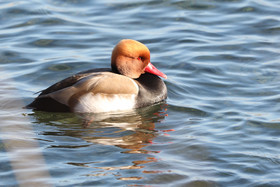 Faune et Flore de Suisse, 2022, Vaumarcus, Nettes rousses