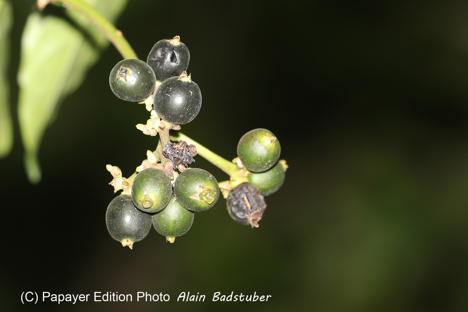 Quatre jours de terrain à Punta Gorda