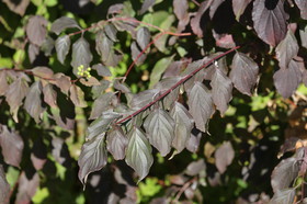 Ile aux oiseaux à Vaumarcus