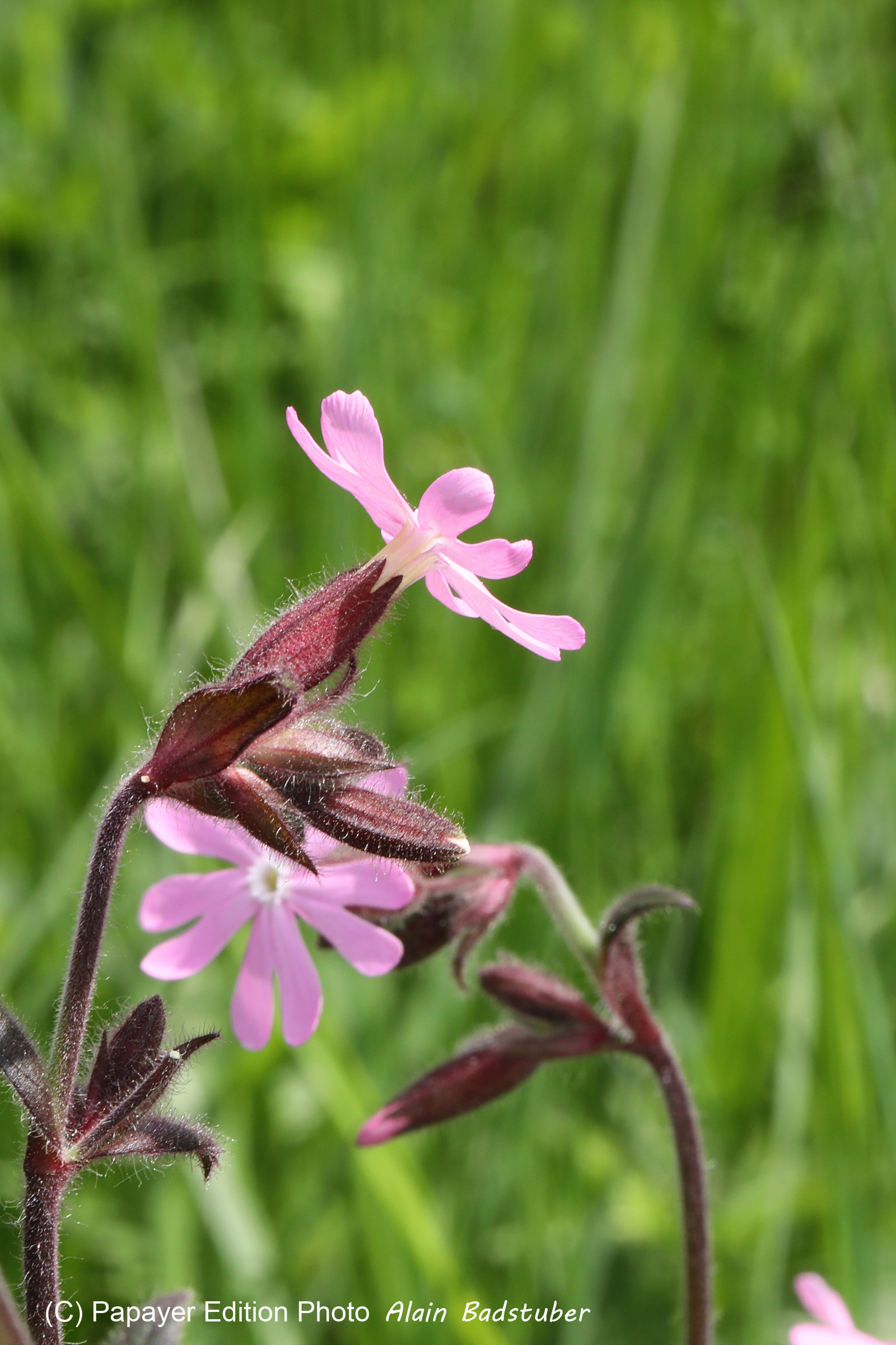 Encore une journée non favorable à la pratique de WingFoil