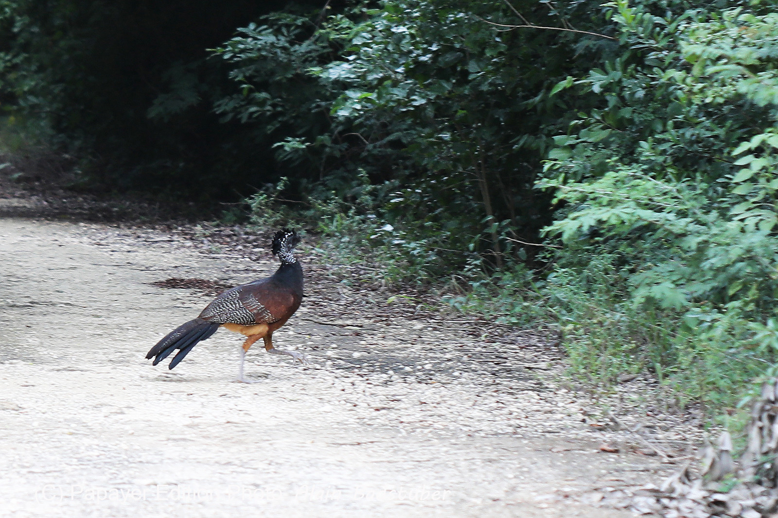 Deuxième séjour à Sarteneja, Bélize, Novembre - Décembre 2021