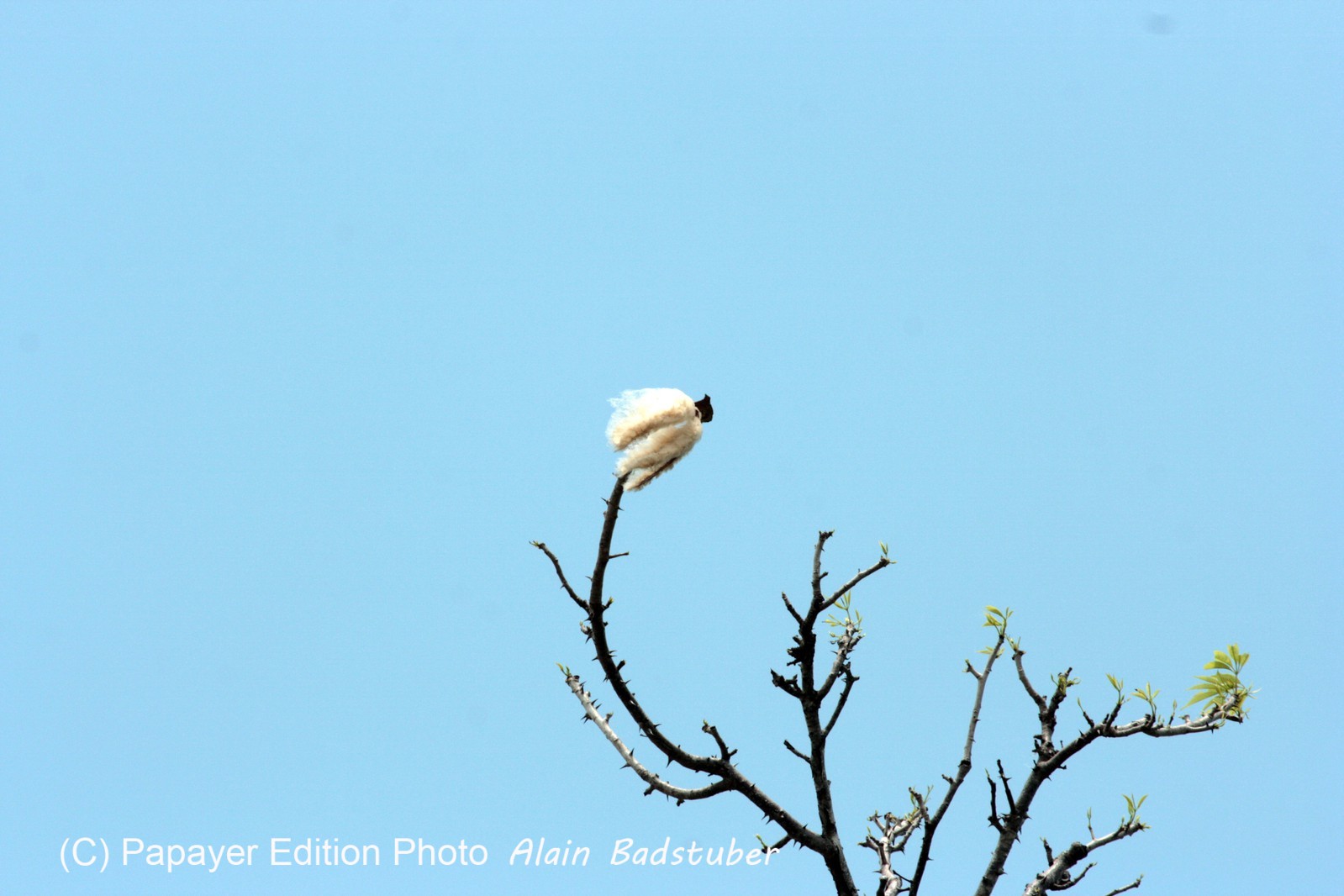 Images_Belize_2011_399