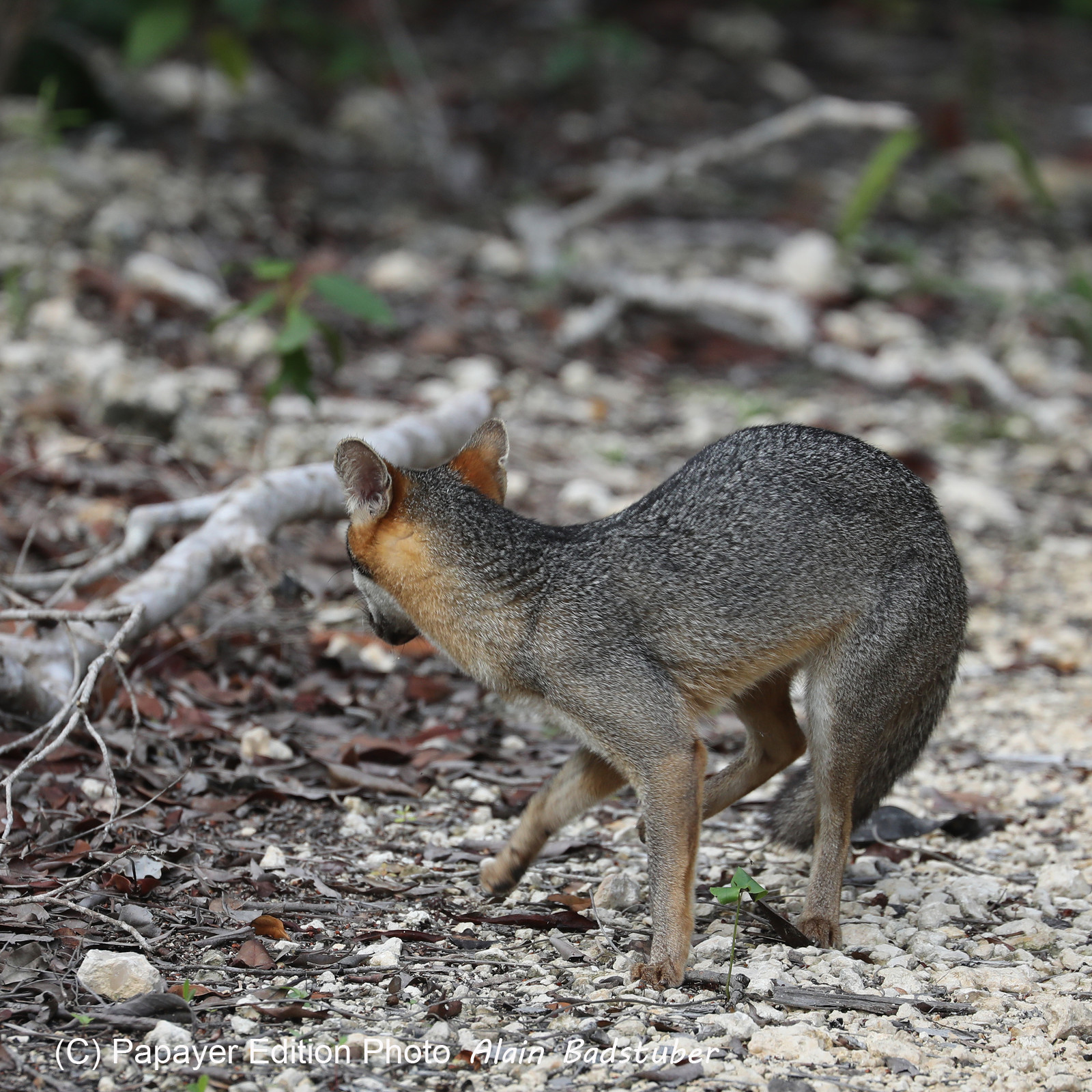 Deuxième séjour à Sarteneja, Bélize, Novembre - Décembre 2021