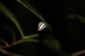 Papillons à Cape Tribulation