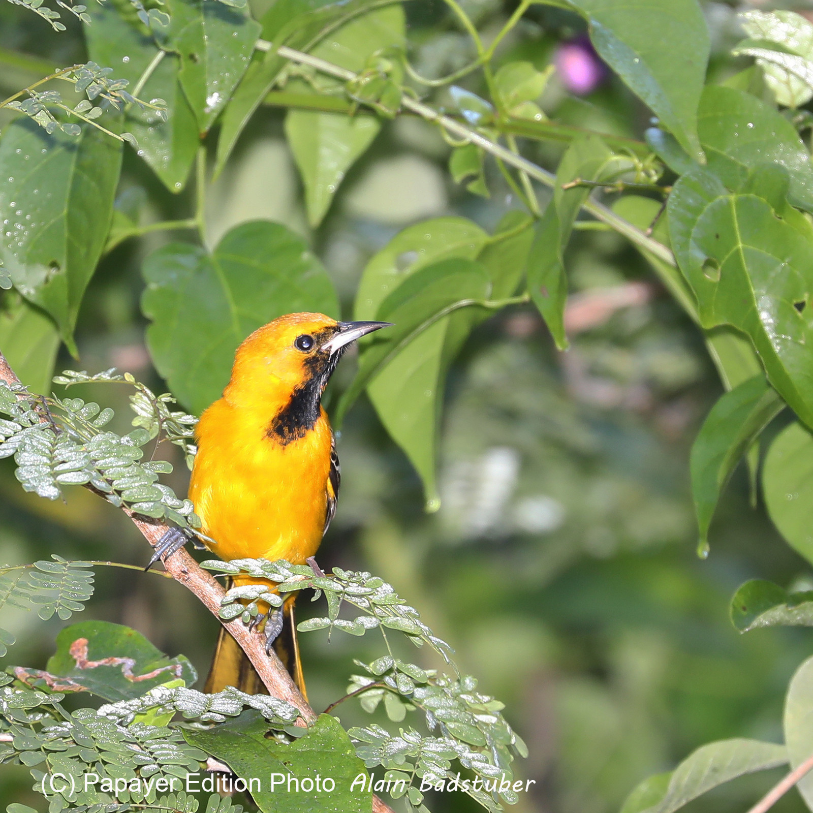 Deuxième séjour à Sarteneja, Bélize, Novembre - Décembre 2021