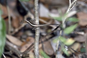 Anole_sp.jpg