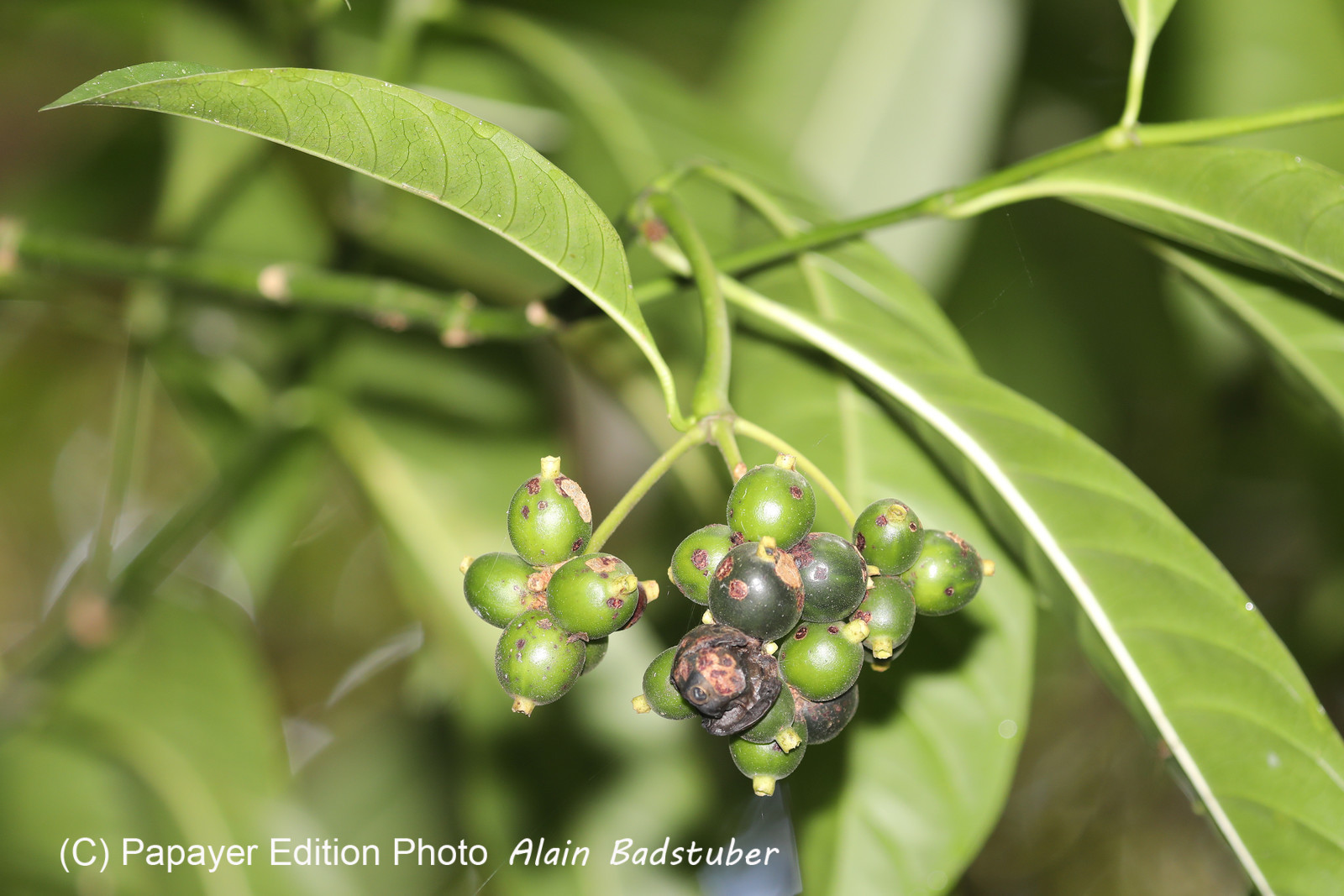Quatre jours de terrain à Punta Gorda