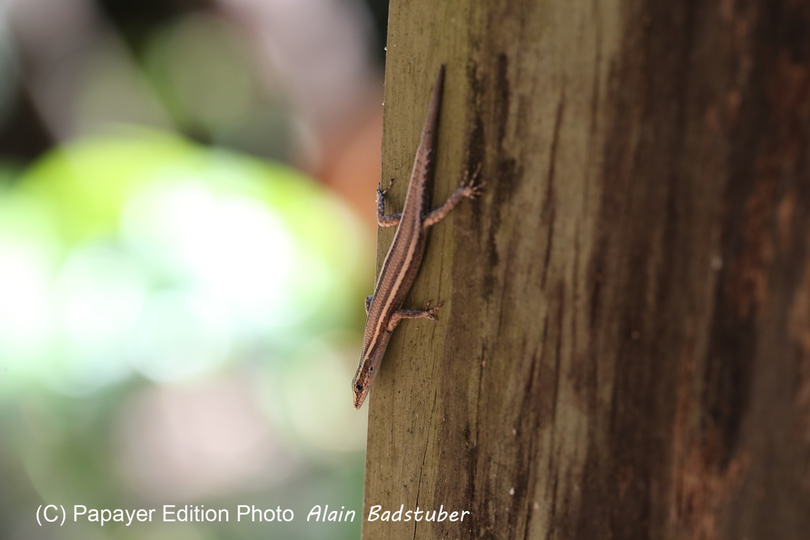Reptiles à Cape Tribulation