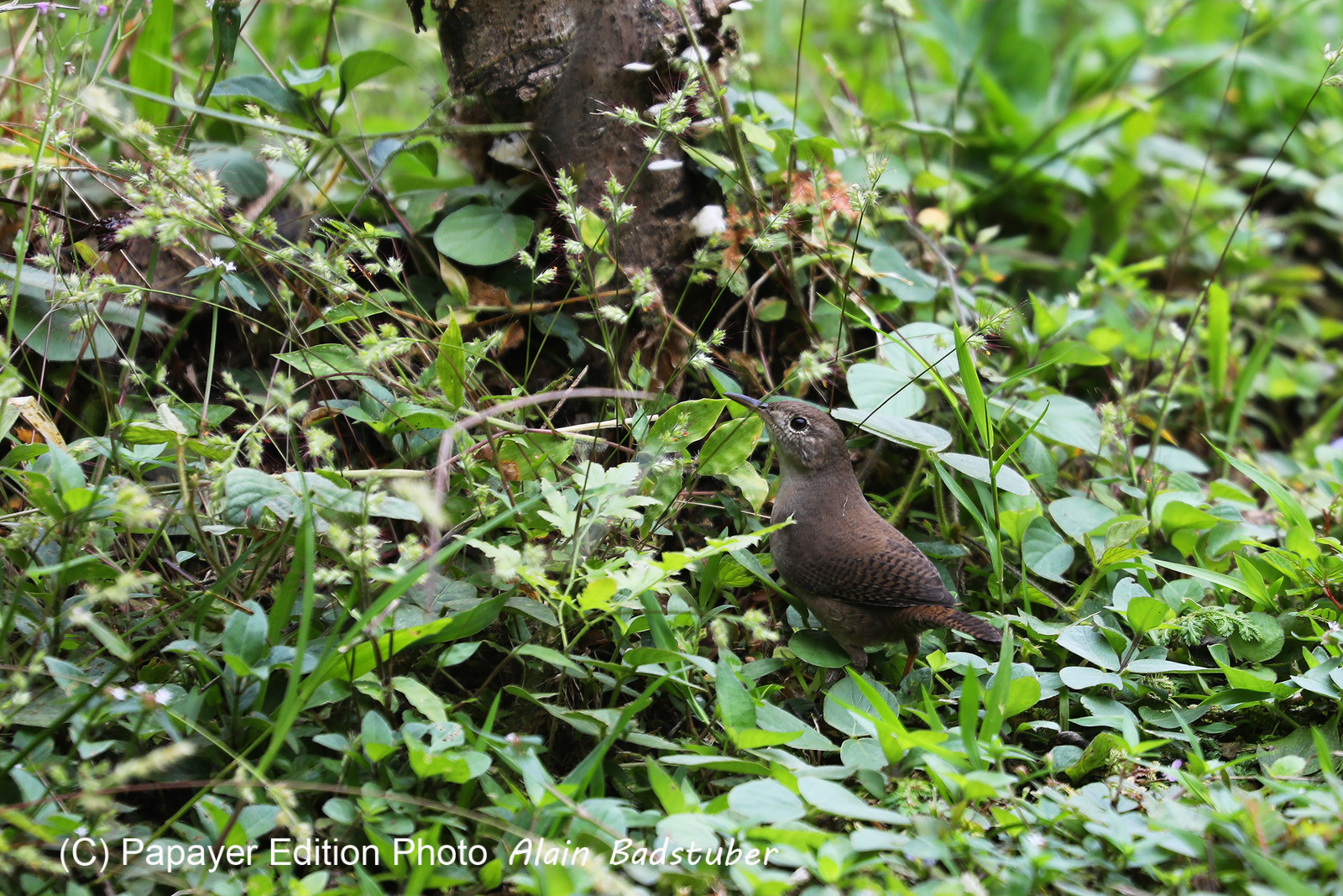Parque Natural Metropolitano