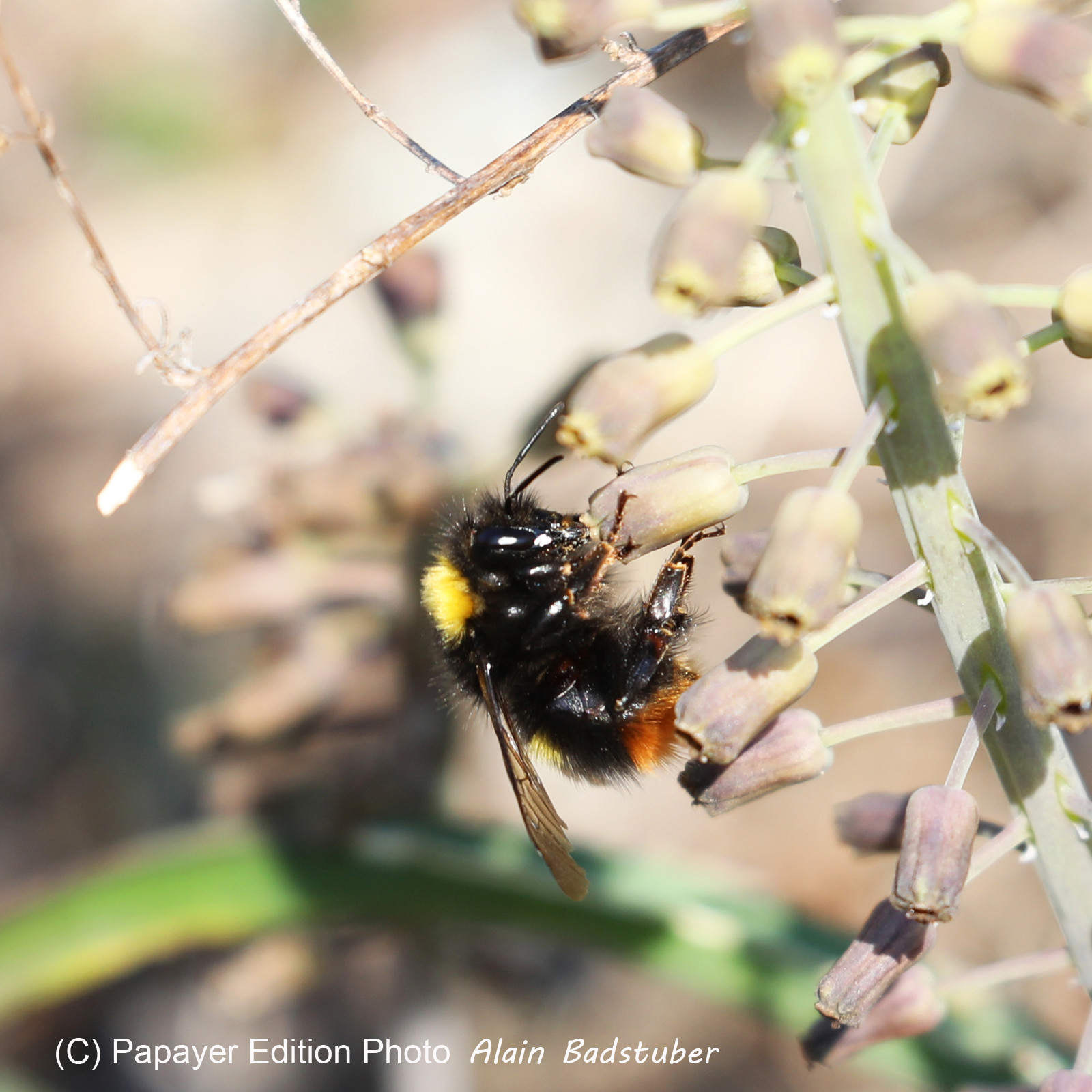 Bourdon des prés (Bombus pratorum)