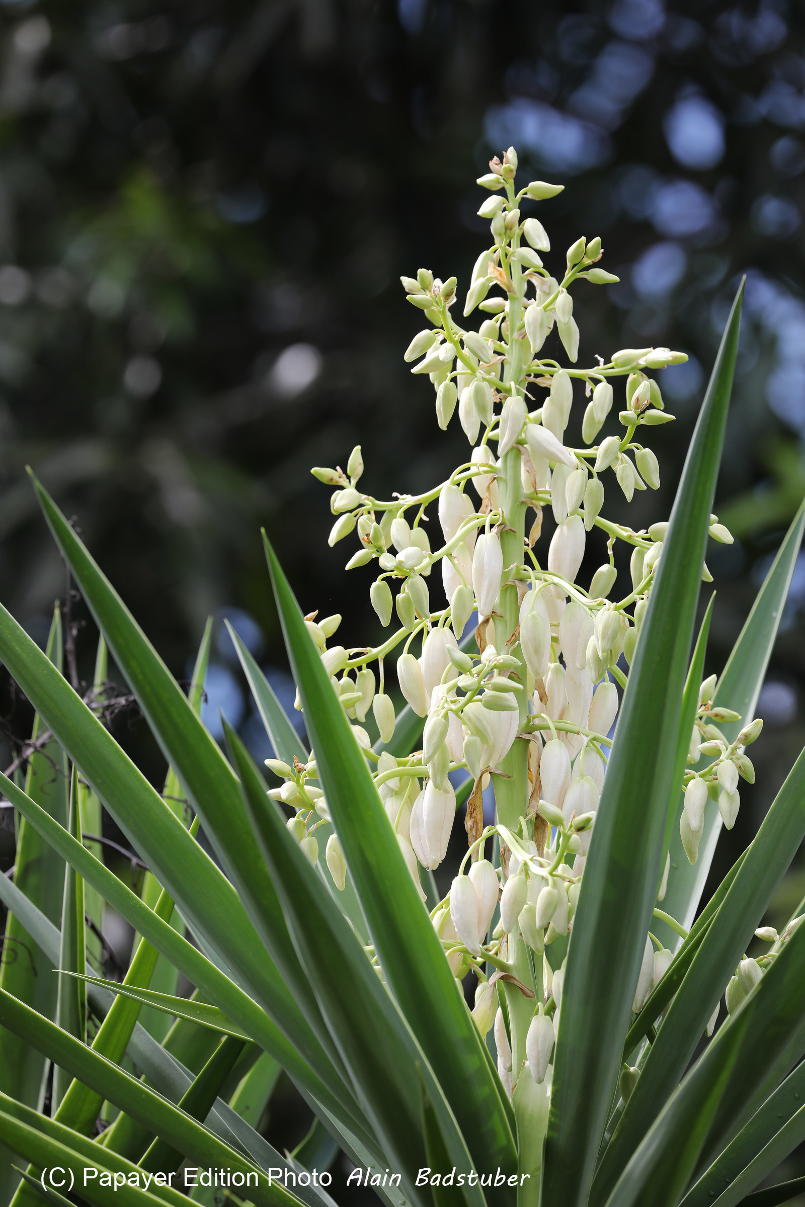 Végétaux et Champignons