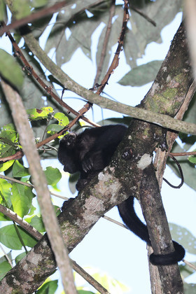 Singes hurleurs à Punta Gorda, Bélize