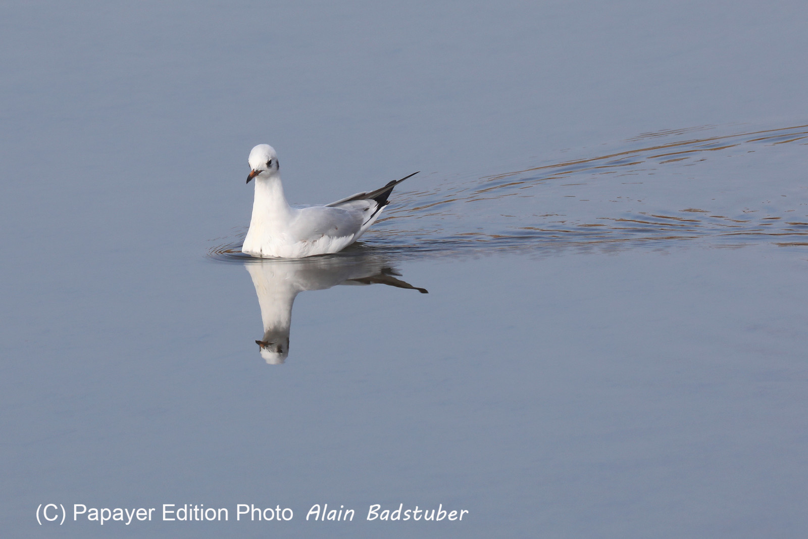 Faune et Flore de Suisse, 2022, Champs-Pittet, Mouette rieuse