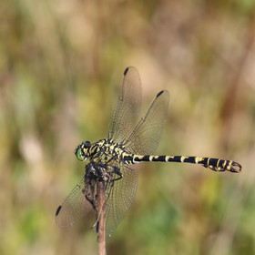 onychogomphus-forcipatus_2.jpg