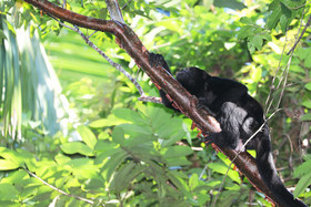 Singes hurleurs à Punta Gorda, Bélize