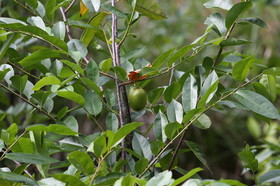 L'Australie à Cow Bay et Cape Tribulation en 2017