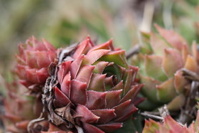 En attente de floraison pour détermination...