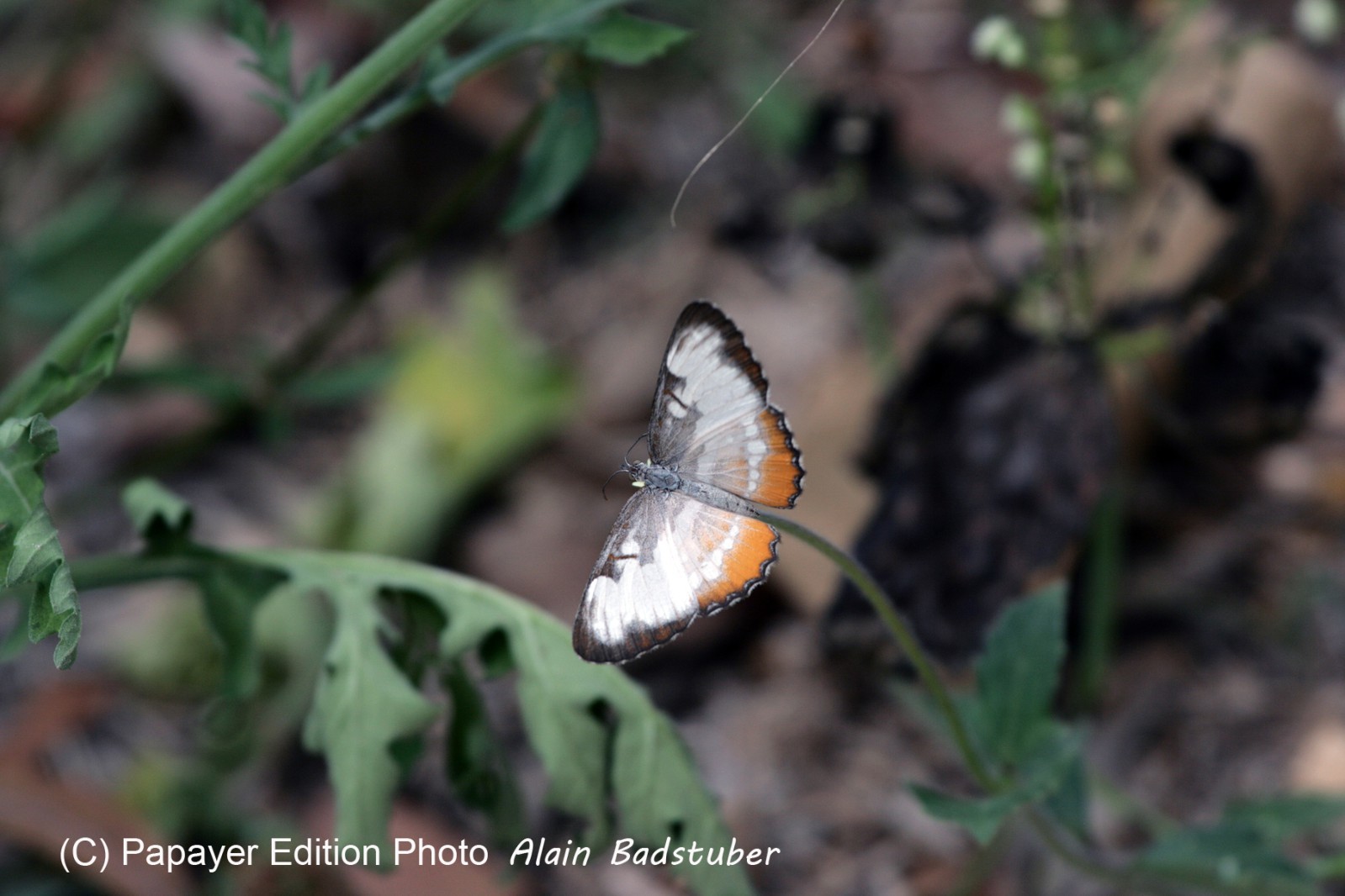 Images_Belize_2011_002