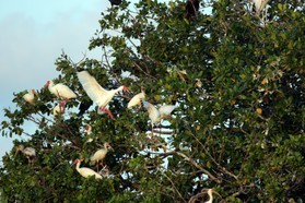 Images_Belize_2011_222